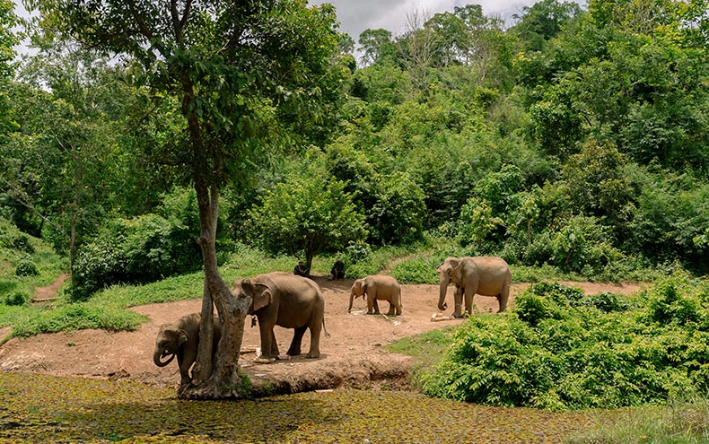 https://d3t6jnxvf061kk.cloudfront.net/2026/03/Xayaboury-Elephant-Conservation-Center-horizon-790.jpg